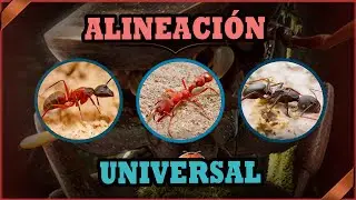 🌎 UNIVERSAL ANT TRAINING 🐜THE ANTS UNDERGROUND KINGDOM🐜