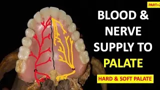 BLOOD AND NERVE SUPPLY TO PALATE// PART=2// HARD & SOFT PALATE/ SENSORY INNERVATION @dentalcafe4331