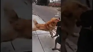 Crazy Golden Retriever Attacks on 2 Doberman 👿 #shorts / #youtubeshorts