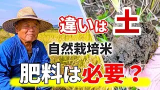 お米作りに肥料が必要なのか？｜植田自然栽培米（自然栽培米専門店ナチュラルスタイル）