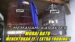 Memahami karakter burung murai batu sebelum menerapkan setingan ef (extra fooding)