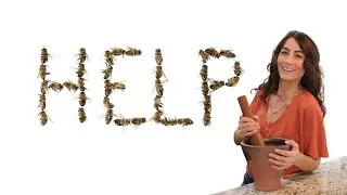 Honey Bee Parasites, Pests, Predators, and Diseases