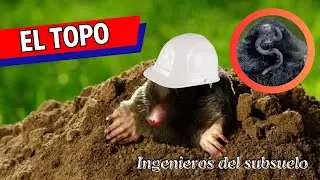 🦫 EL MUNDO SUBTERRANEO DE LOS TOPOS