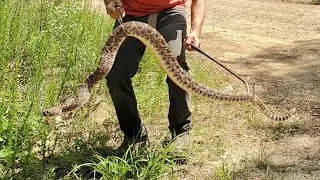 Looking for VENOMOUS SNAKES in Arkansas! Western Diamondback, Cottonmouth, Coachwhips and more!!