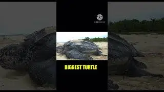 Smallest V/S Biggest Animals | #shorts