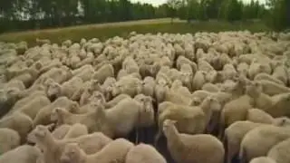 les animaux oublies moutons moorschnucke 220809*