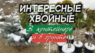 ХВОЙНЫЕ (PL) 2