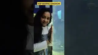 VGP Marine Kingdom|🐠🦈🐬🐋🦭🧜&zwj;♀️🐳🐟🦐🦞🦞🦀🦑🐙🪸|#shorts