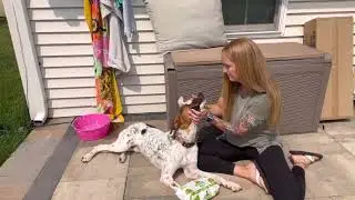 POGIS Dog Wipes Review Link in bio on Amazon Storefront in Dogs Must haves