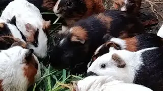 Breeding guinea pigs is easy
