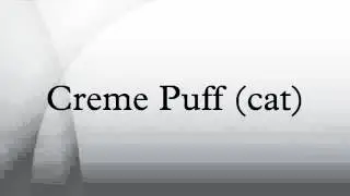 Creme Puff (cat)