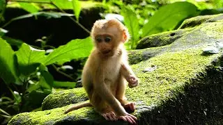 Most cute new abandoned baby monkey Amanda, look to smiley face and very friendly
