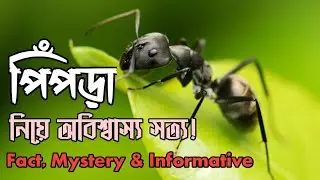 The REAL Secret Life of ANTS Nobody Tells You