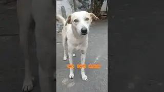 பச்ச குழந்தை குடிக்கிற பால படுபாவி பிடிங் பாட்லோட குடிச்சிட்டான் OG DOG 0.00 comedy Tamil #dog #pets