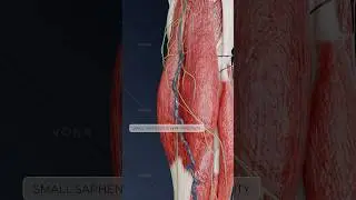 Qu'est-ce que la varicose des veines superficielles et comment cela peut-il affecter votre sant&eacute;? 3D