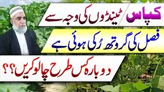 How to enhance the growth of cotton crop || Crop Reformer