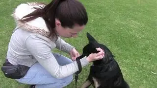 Body Handling Exercises - Puppy, Beginner and Basic Classes