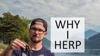 HERPING - A Short Documentary - Catching Wild Reptiles - The Bavarian Herper