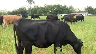 The Lazy Acres Family Farm The Rogue Group of Heifers are Gone!