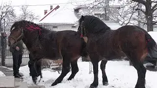 Armăsarii lui dl. Petrică Boicu la o plimbare cu sania 2021 Iaslovăț Bucovina