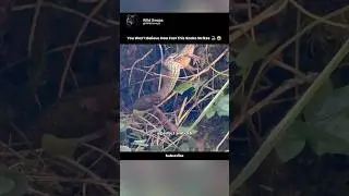 You Won&rsquo;t Believe How Fast This Snake Strikes 🐍😱 #animals #naturedocumentary  #wildlife