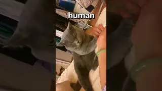 IF YOU Fall Asleep with a CAT 😱 | Wholesome Moments