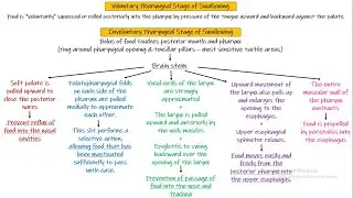 Swallowing. Chapter 64 (part 2). Guyton and Hall Physiology.