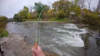 MASSIVE MALE CHINOOK SALMON 🔥🎣 #fishing #foryou #ontario #salmonrun #canada #orvisflyfishing #salmon