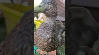 Duck Things 21