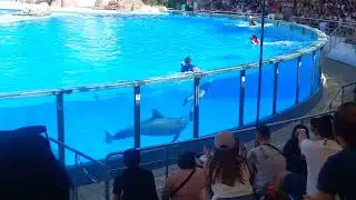 Jardim Zoológico Lisboa Golfinhos - Zoo Lisbon dolphins