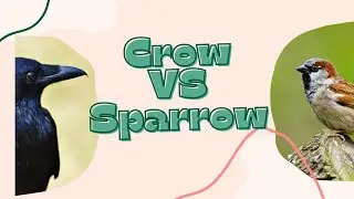 The Crow and the Sparrow | Moral Story in English | Animated Story with a Lesson @StoryHub_n |