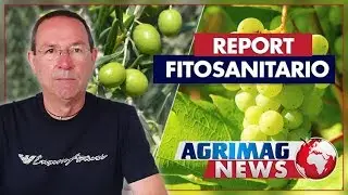 Report fitosanitario | Vite: ingrossamento acini / Olivo: ingrossamento drupa