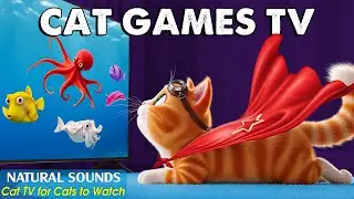 Ultimate CAT TV－ANTI LONELINESS TREATMENT for Cat At Home with Cat Games on Screen😼CAT ENTERTAINMENT