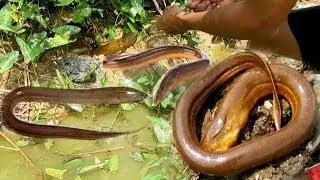 Quick Easy way to Catch electric eels in Cambodia | Eels traps with long rod and Hook in d