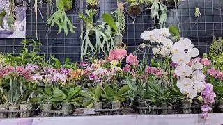 🔴LIVE OBRAL ‼️ Spesial nataru obral anggrek cantik dan harga murah