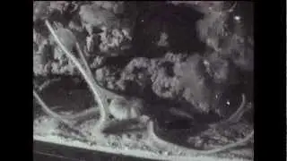 IR Camera -  Night Dance Ophiarachna incrassata
