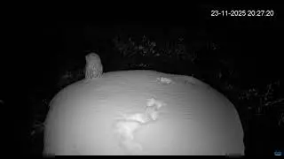 Lviv/UK            Snowy night in a Ukrainian stork nest &ndash; A surprise owl visitor.