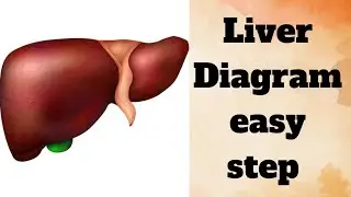 Liver Diagram By Easy Step// Human Organ// Anatomical structure