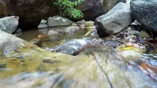 Tranquil Stream Sounds: Ultimate Relaxation & Meditation Stream  in 4K HD!