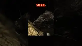 Weasel: The Serial Hunter! #wildlife