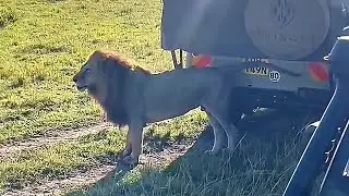 Oloimina Last Black Rock Male Lion with Rongai Pride | Masaimara | 20 October 2025
