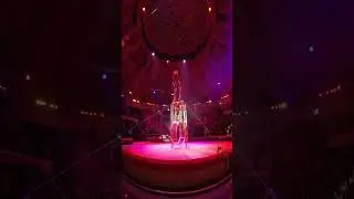 Белые тигры ЦирК 🎪 #цирк #никулин #тигры #астана