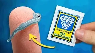 Sea-Monkeys Sea Diamonds | Packet Experiment Series: Video 11