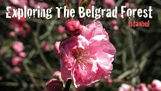 Exploring The Belgrad Forest - Attaturk Arboretum