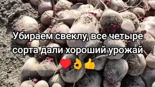 Убираем свеклу, все четыре сорта дали хороший урожай &hearts;️👌👍