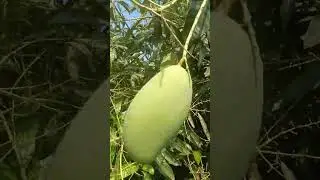 this is for mengo lover #mango #fruit