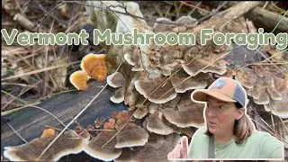 Foraging for Wild Edible September Mushrooms in Our Vermont Woods