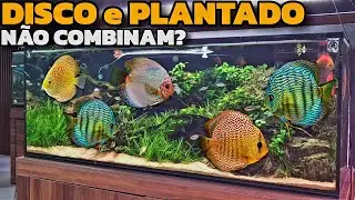 NÃO TENHA ACARÁ DISCO EM AQUÁRIO PLANTADO SEM ANT3S ASSISTIR ESSE VÍDEO!