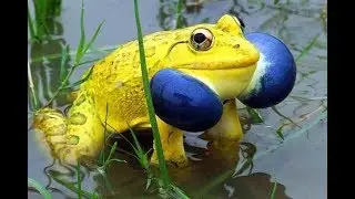 Yellow frog in a local area of Howrah, India.