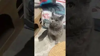 Is It The British Shorthair Cat? 😅 #cute #cat #britishshorthair